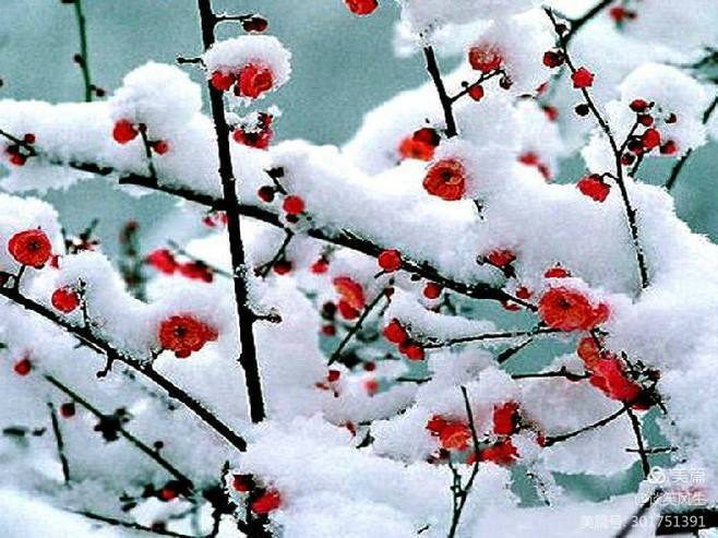 伴一场春雪一起老去……！