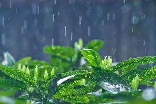 《一千个春天为你绽放》作者/渐倪 主播/一土黄沙 编辑/胡琴（图3）