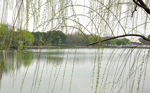 江南诗絮-0505【现代诗苑】(图24)