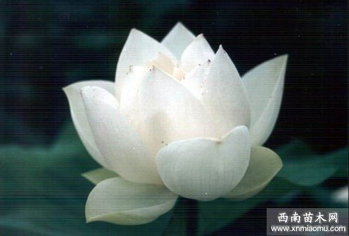 【新山东文学社】《天山雪莲》作者/梅宇峰 主播/竹林听雨（图4）