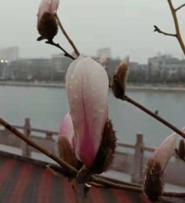 《春夜喜雨》三首 作者/乔通顺（图5）
