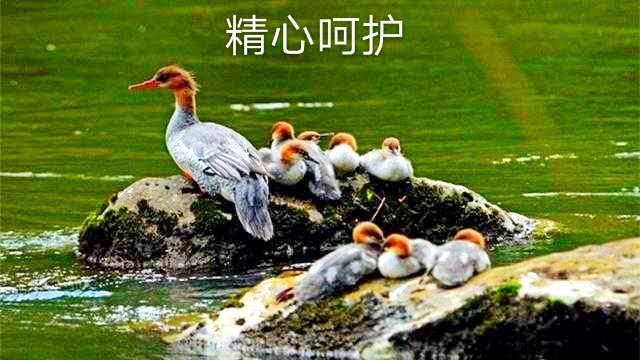 【九江文学社:北京头条】《中华秋沙鸭图文系列》作者/吴生泉(图17)