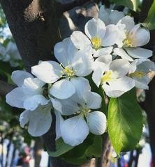 联机全球发布门玉鳯精品诗歌（图6）