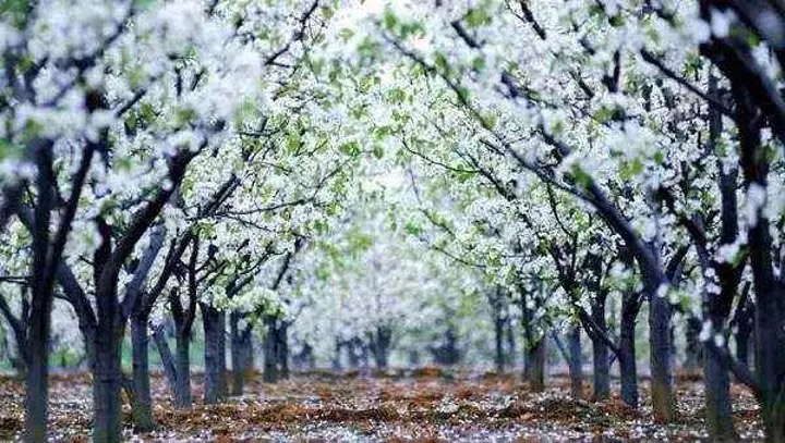 【新诗大观】又是梨花开（外一首）||文／冯晓敏（图2）