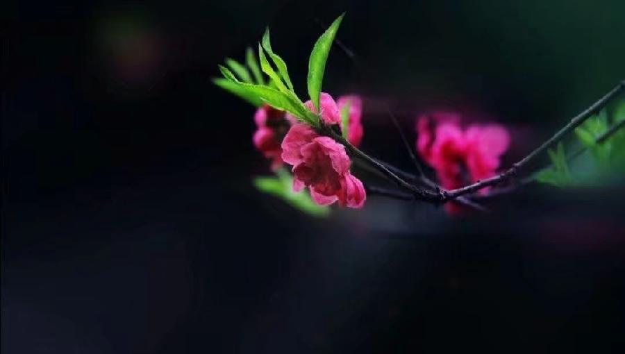 (诗人夏森然)笔名: 三木先生(专辑)第①期【墨海文香总诗社】内蒙古赤峰市【都市头条】(图6)