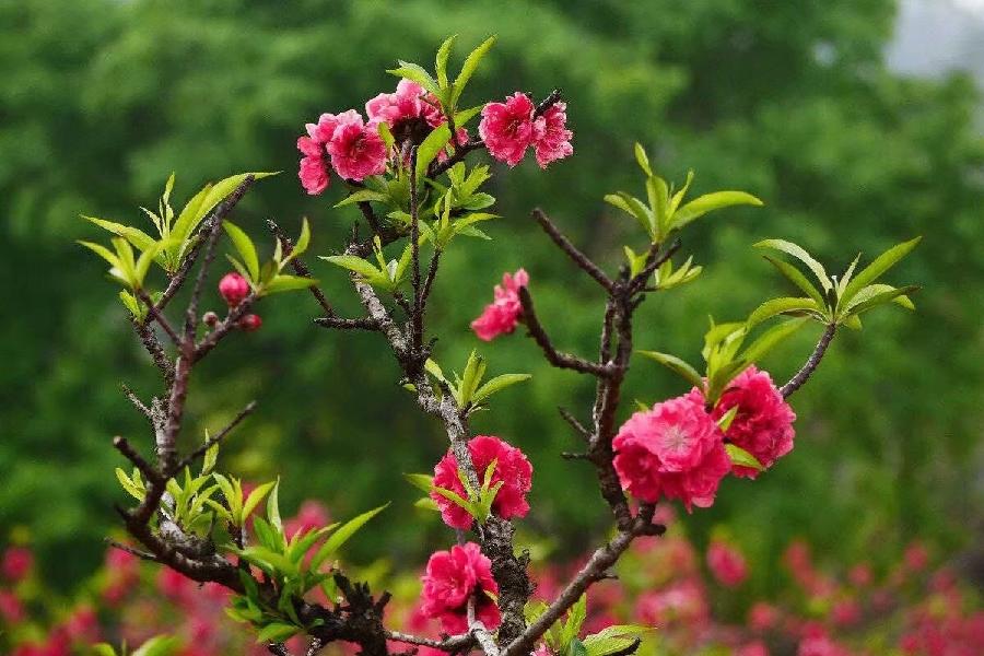 (诗人夏森然)笔名: 三木先生(专辑)第①期【墨海文香总诗社】内蒙古赤峰市【都市头条】(图30)