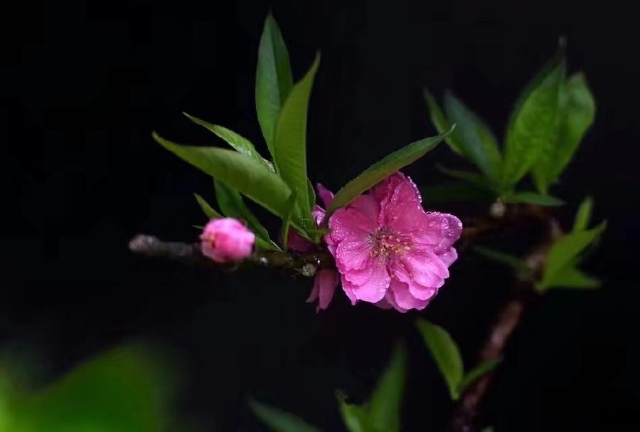 (诗人夏森然)笔名: 三木先生(专辑)第①期【墨海文香总诗社】内蒙古赤峰市【都市头条】(图8)