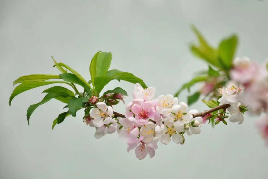 (诗人夏森然)笔名: 三木先生(专辑)第①期【墨海文香总诗社】内蒙古赤峰市【都市头条】(图24)