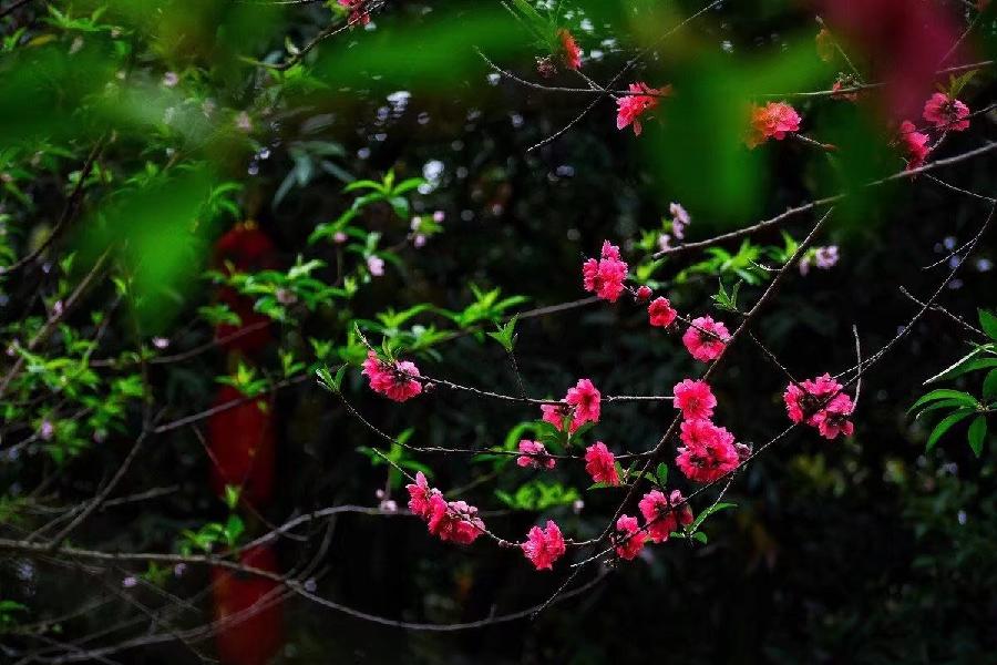 (诗人夏森然)笔名: 三木先生(专辑)第①期【墨海文香总诗社】内蒙古赤峰市【都市头条】(图29)