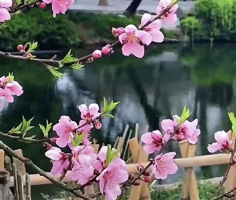 (诗人夏森然)笔名: 三木先生(专辑)第①期【墨海文香总诗社】内蒙古赤峰市【都市头条】(图32)