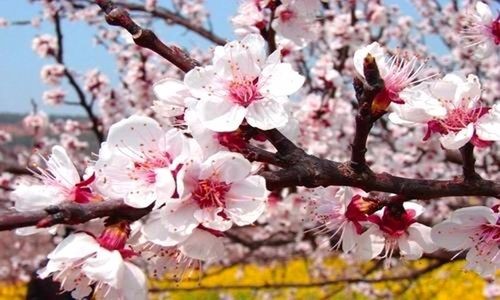 【九江文学社：北京头条】屈太英老师诗词欣赏（图6）