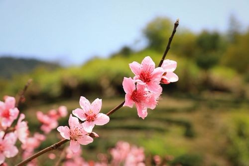 陌上又春风 文/智子（青海）（11岁）京津沪头条