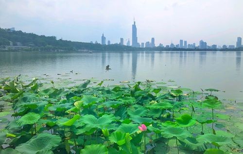 【九江文学社：北京头条】屈太英老师诗词欣赏（图5）