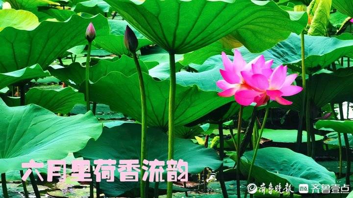 夏日清吟//王端义（图2）