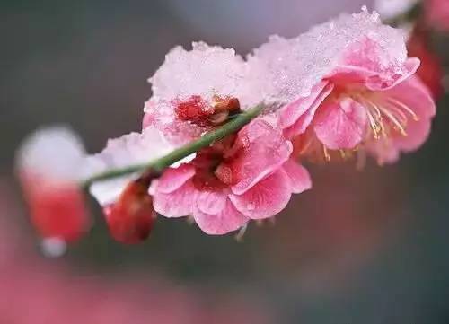 陈昌茂梅花诗三首（图2）