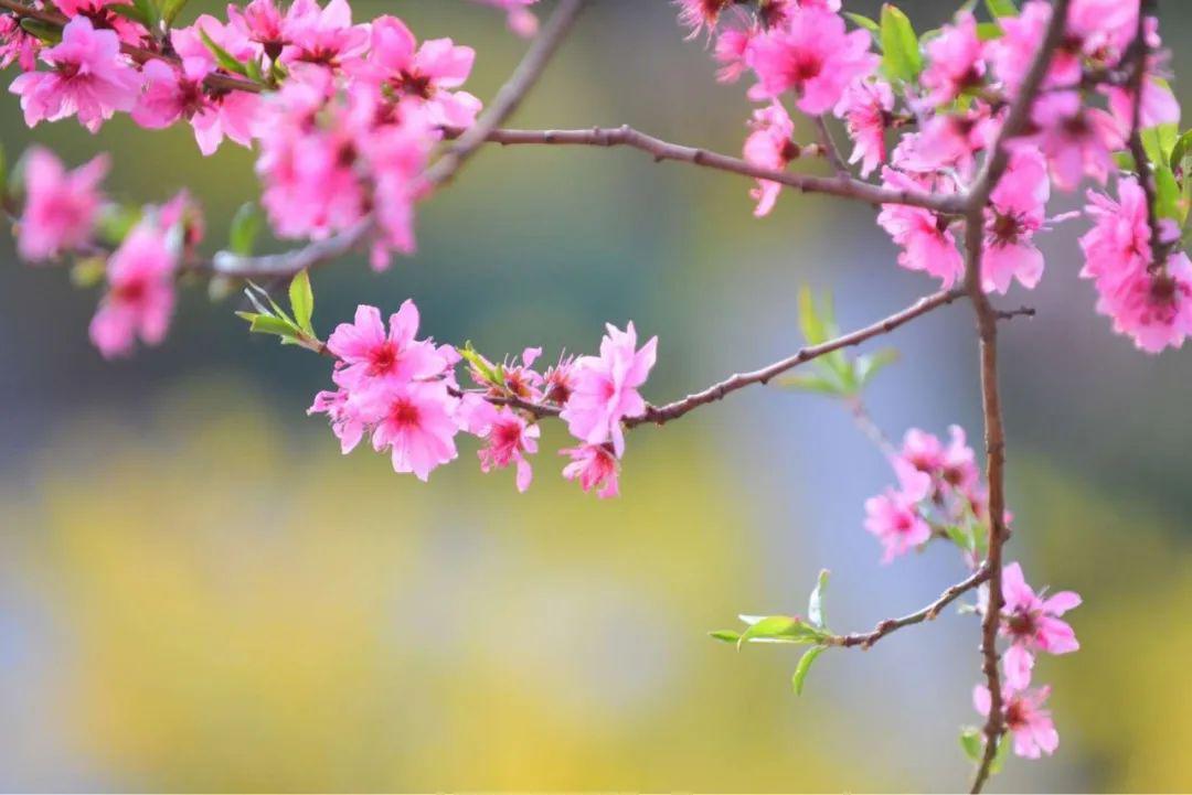 同题诵《藏在心里的春天》节选 作者：碑林路人
