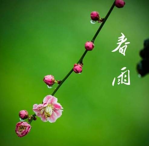 春夜喜雨 // 张坤堂