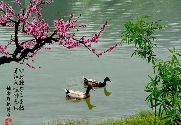 《雨水情思》作者：山水情；金牌主播：静远；编辑：宋梅【中国长江文学社】有声文学平台第3375期（图6）
