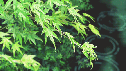 《雨水情思》作者：山水情；金牌主播：静远；编辑：宋梅【中国长江文学社】有声文学平台第3375期（图7）