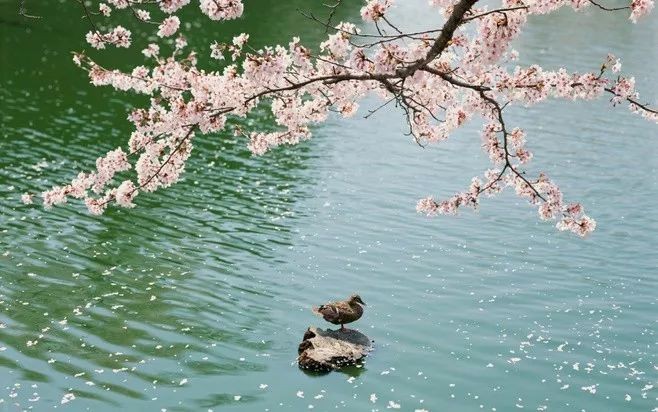 《雨水情思》作者：山水情；金牌主播：静远；编辑：宋梅【中国长江文学社】有声文学平台第3375期（图4）