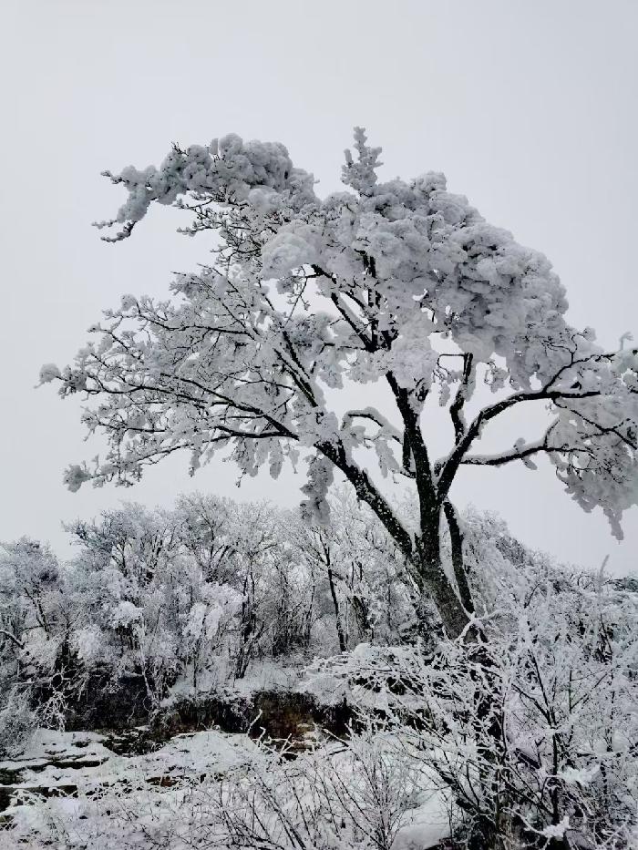 【雨水节】春雪飞舞：文／李晓梅（陕西商洛）（图2）