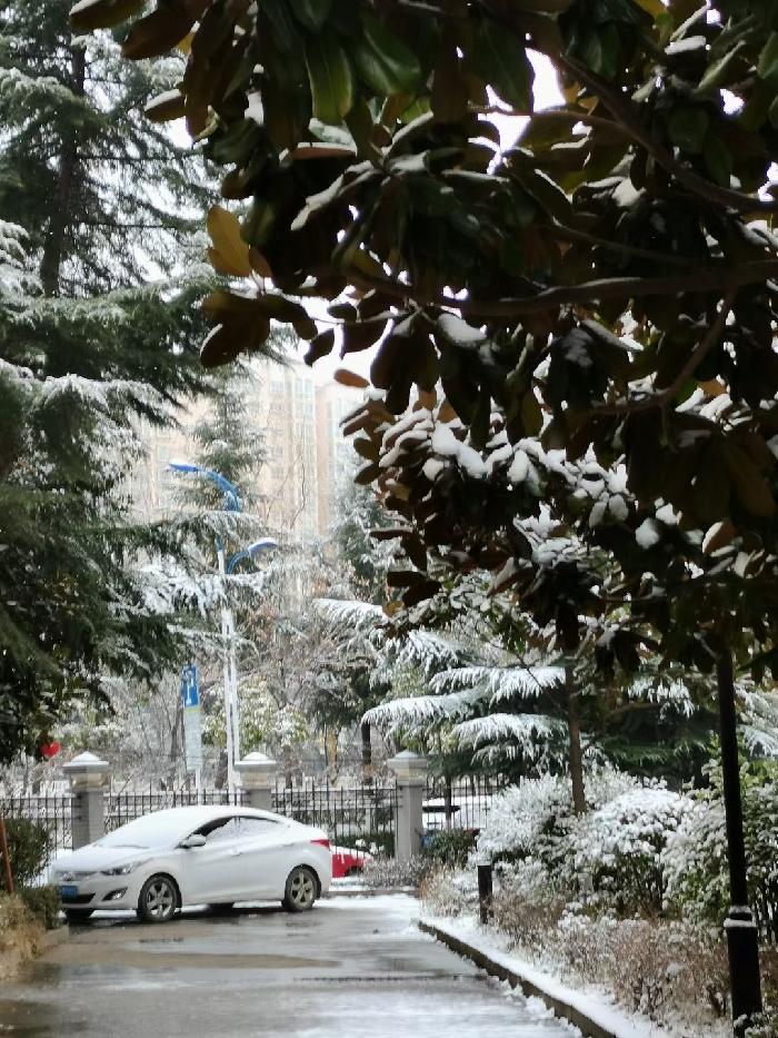 【雨水节】春雪飞舞：文／李晓梅（陕西商洛）（图3）