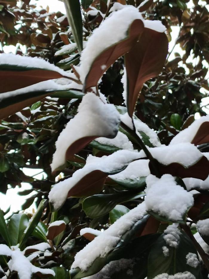 【雨水节】春雪飞舞：文／李晓梅（陕西商洛）（图4）