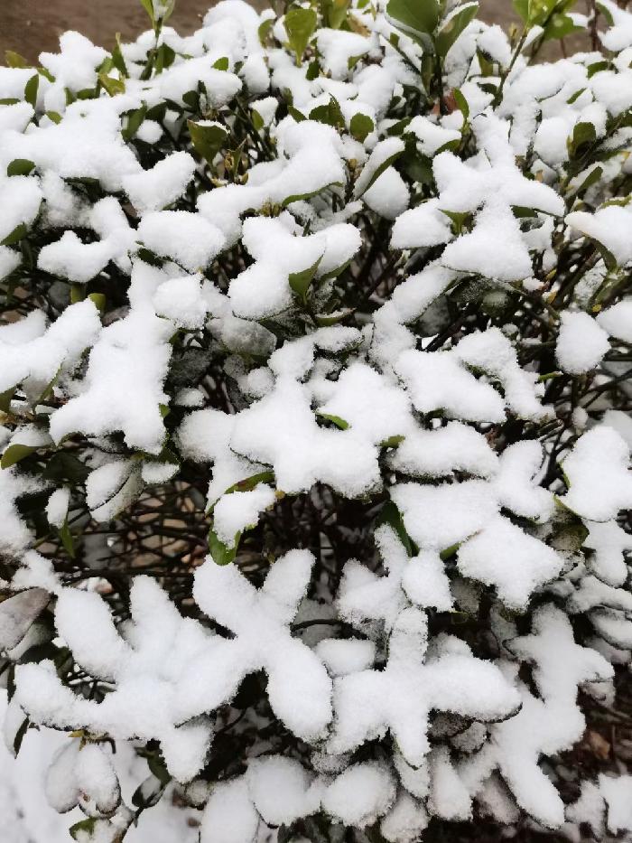 【雨水节】春雪飞舞：文／李晓梅（陕西商洛）（图5）