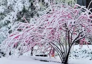 《春》作者/陈淑侠 主播/一土黄沙 审核/金桩 编辑/胡琴(图3)