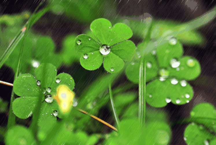 写在雨水节中的雨水 文‖王新平（图3）