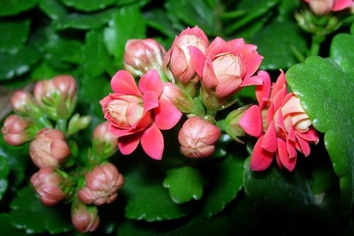 【春韵吐芳香】秋风清影//七律•长寿花（图2）