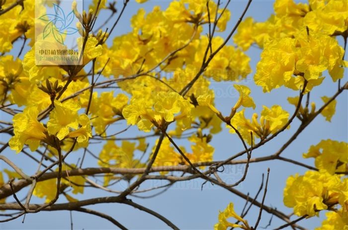 【神都诗社】第01期《咏春》（图10）