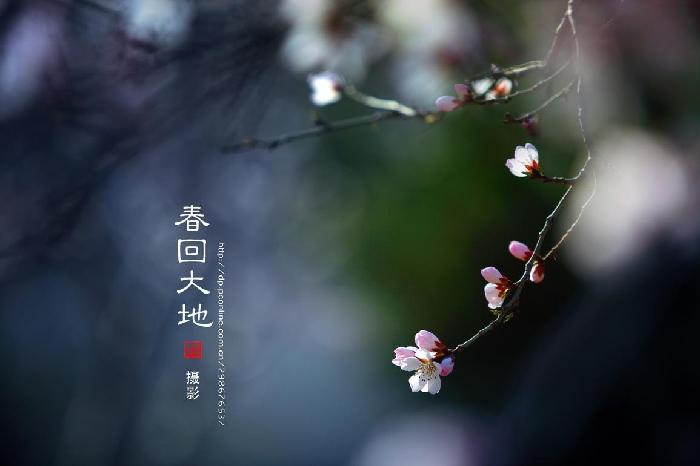 【神都诗社】第01期《咏春》（图19）
