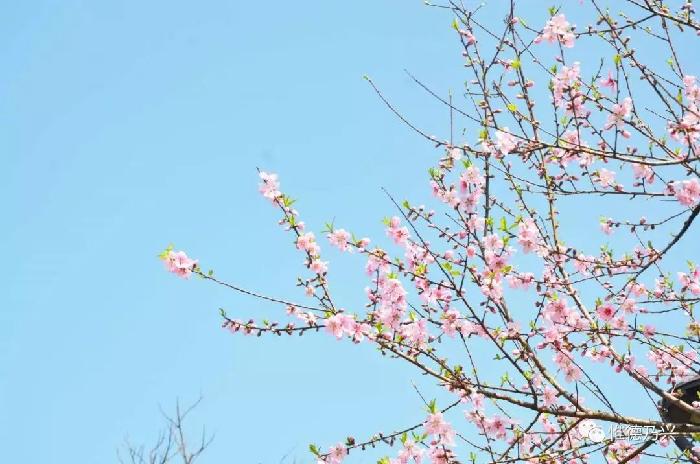 【神都诗社】第01期《咏春》（图42）