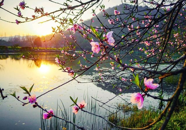【神都诗社】第01期《咏春》（图41）