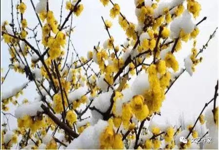 梅Ⅱ文图/吕锦芳（图3）