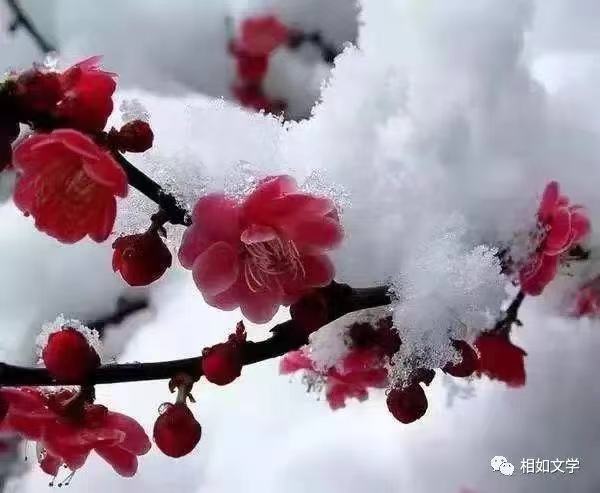 梅Ⅱ文图/吕锦芳