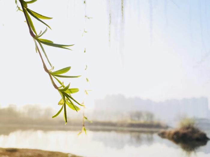 风雅诗社·第十一期·格律篇（图8）