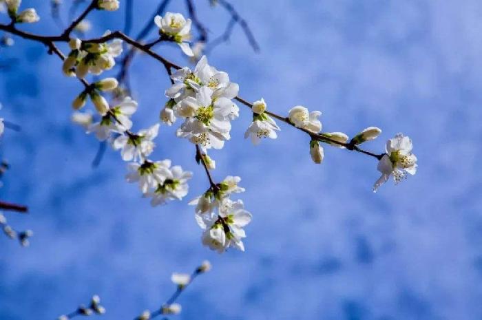 【潇湘文学社】潇湘问梅诗社《新春/立春》（总268期）（图28）
