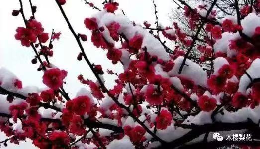 梅雪Ⅱ文图/吕锦芳（图3）