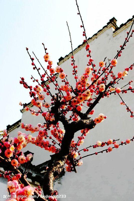 春 天 来 了（20首） 湖北 蓝天风（图5）
