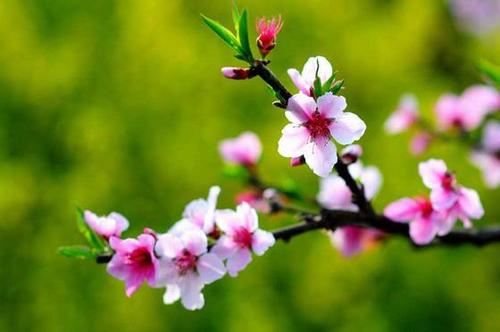 春 天 来 了（20首） 湖北 蓝天风（图10）