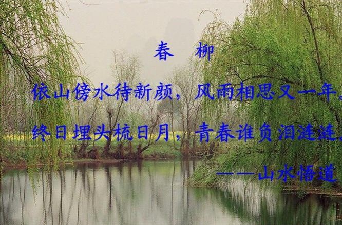 【春韵柳青有感抒怀】姚朝文//江城子•春柳（图2）