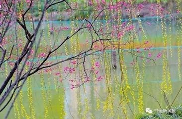 【春韵柳青有感抒怀】姚朝文//江城子•春柳（图4）