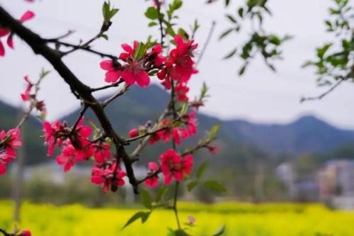 七绝.桃花四首(新韵)作者:王新华(河北)【冰心文化传媒】(图6)