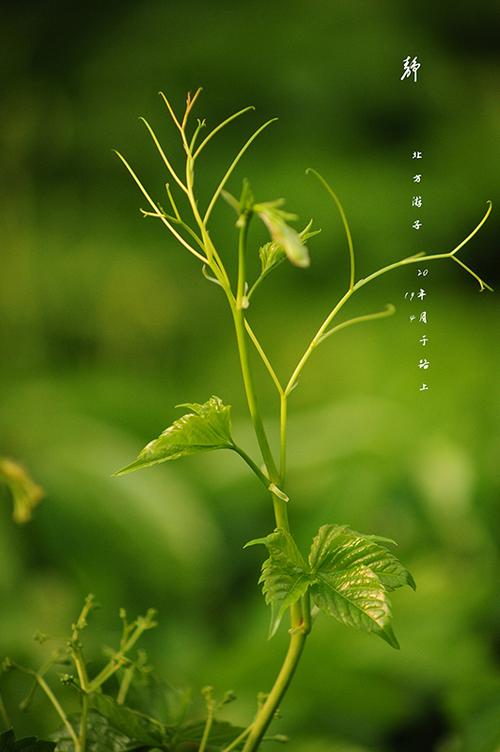 【创研诗词群】诗词精选||总二十八期(图43)