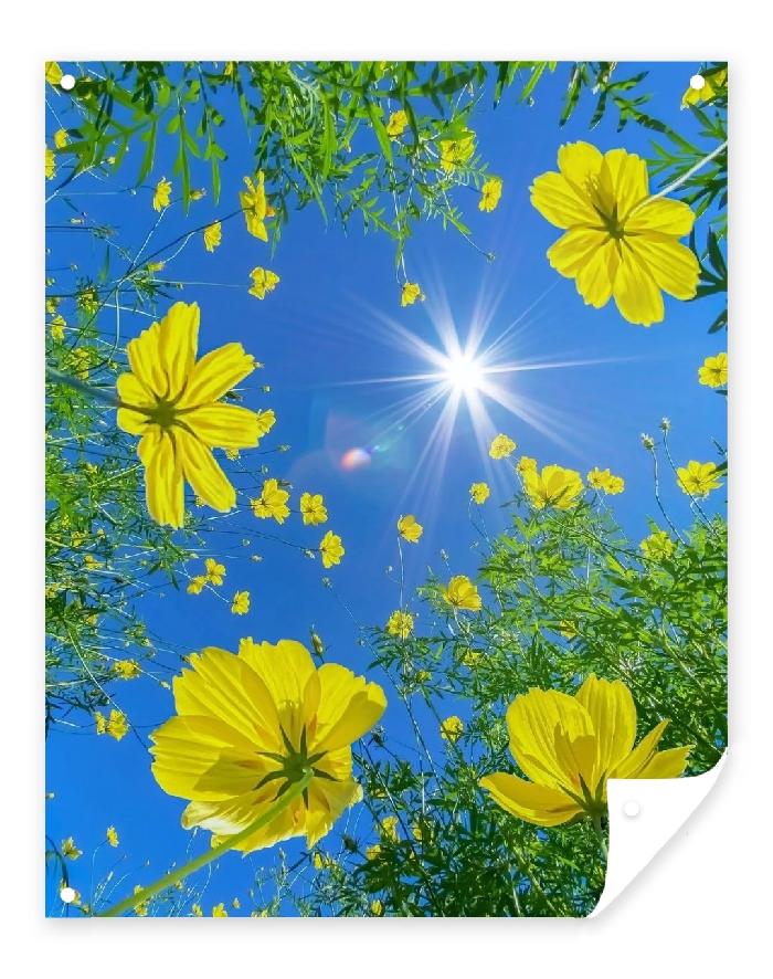 【当代文艺】《花的世纪》作者：张龙才（图3）