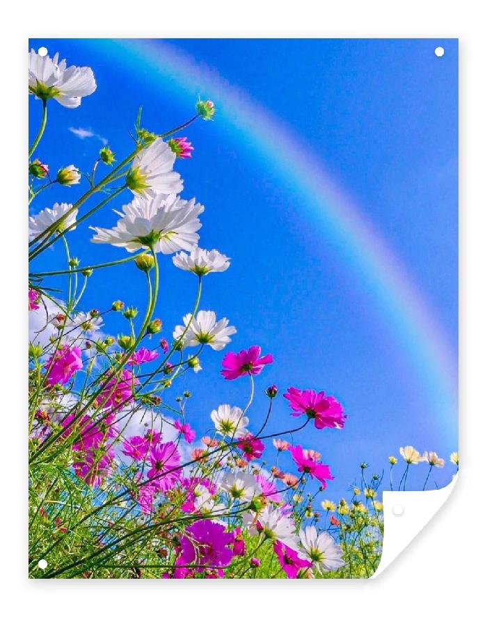 【当代文艺】《花的世纪》作者：张龙才（图2）