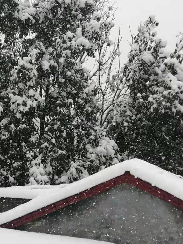 ◼️悼雪/萧水金(图2)