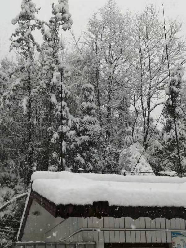 ◼️悼雪/萧水金(图3)